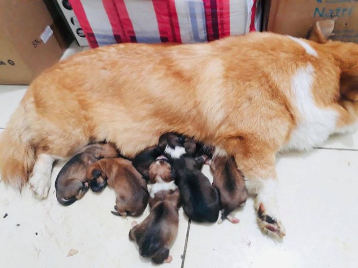 Hình ảnh 2 Phòng Khám Thú Y TiTi Pet - Không gian điều trị hiện đại