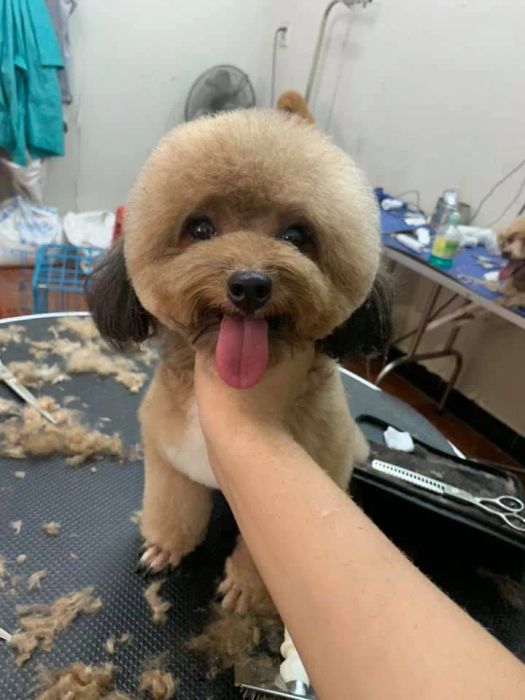 24/7 Sunny Pet hình ảnh 3