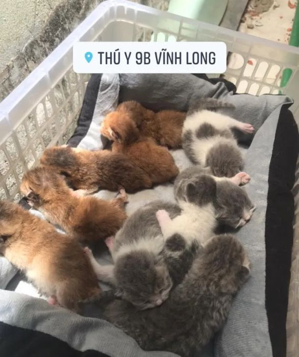 Phòng khám Thú Y 9B - Hình ảnh thực tế số 2