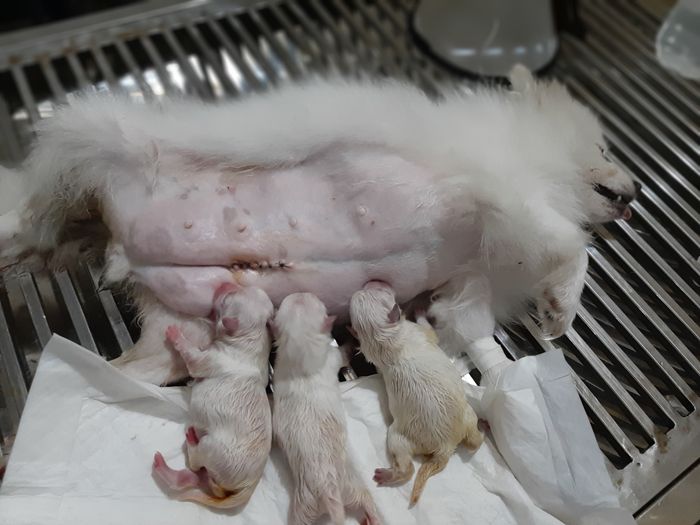 Phòng khám thú y PET HOME Ninh Bình hình ảnh 2