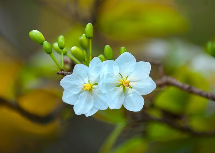 Tranh minh họa: Nét xuân qua cành mai vàng