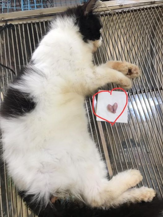 PET’S LIFE Ninh Bình hình ảnh 2