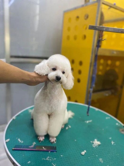 Bệnh Viện Thú Y Petshop Bằng Phạm hình ảnh 2