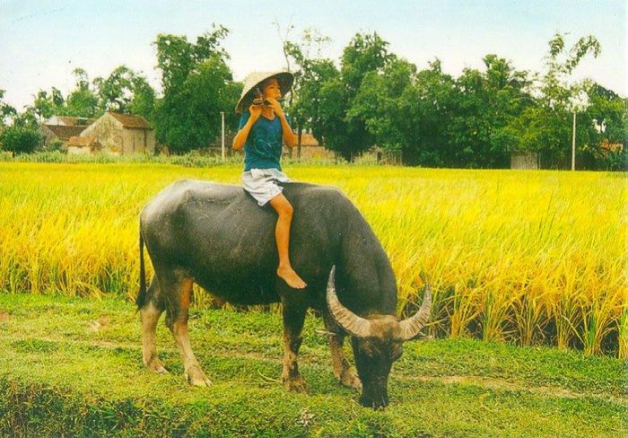 Hình ảnh minh họa sống động về trâu Việt