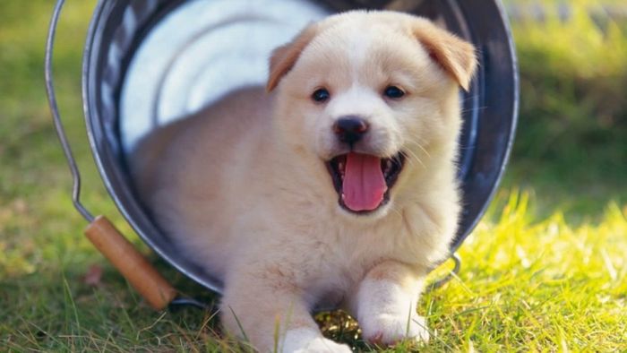 Hình ảnh minh họa sống động về các giống chó