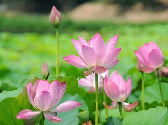 Ảnh minh họa: Hoa sen trong nắng hè (Nguồn: Sưu tầm)
