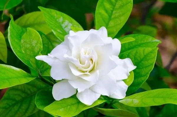 Ảnh minh họa: Hoa nhài trắng tinh khôi (Nguồn: Sưu tầm)