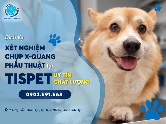 Hình ảnh 2 - Trung Tâm Thú Cưng Tispet với không gian hiện đại và dịch vụ chuyên nghiệp