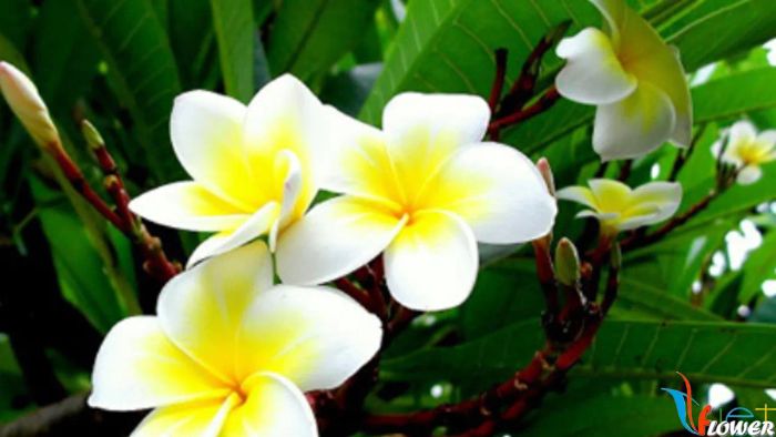 Ảnh minh họa: Cánh đồng hoa hướng dương vàng rực (Nguồn: Sưu tầm)