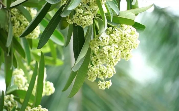Ảnh minh họa: Hoa sữa - Linh hồn mùa thu Hà Nội (Nguồn: Sưu tầm)