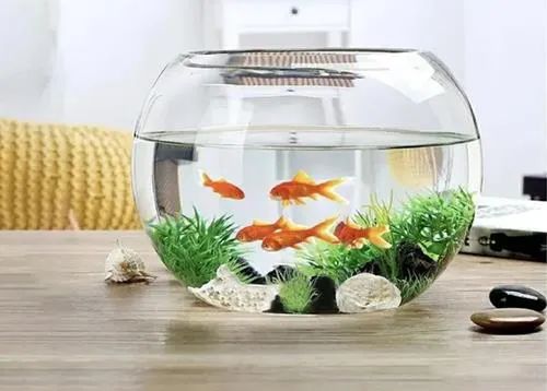 Bể cá giúp nâng cao vận may