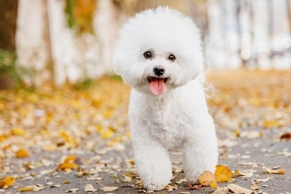 Hình ảnh minh họa về tình bạn giữa người và chó (Nguồn: Internet)