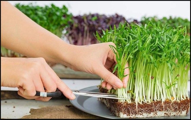 Bộ sưu tập hình ảnh hướng dẫn trồng rau mầm chi tiết từ sách