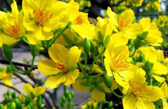 Ảnh minh họa: Cành mai vàng rực ngày Tết (Nguồn: Sưu tầm)