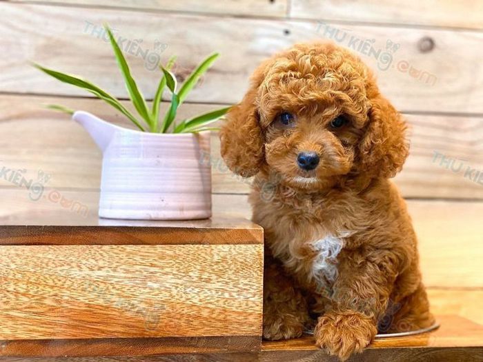 Hình ảnh chân thực về chú chó Poodle thông minh (Nguồn: Internet)