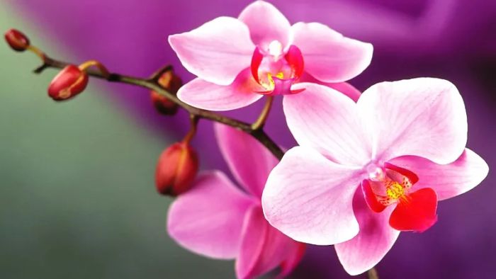 Ảnh minh họa: Đầm sen mùa nở hoa (Nguồn: Sưu tầm)
