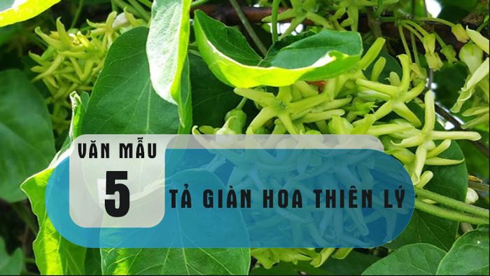 Hình ảnh chi tiết những chùm hoa thiên lý vàng tươi (Nguồn: internet)