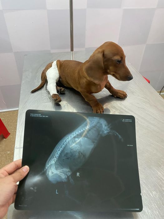 Hình ảnh 1 - Không gian hiện đại tại PetShop Thành Phát