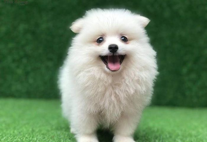 Hình ảnh minh họa về chú chó màu nâu đáng yêu (Nguồn: Internet)