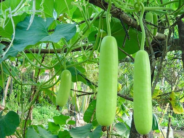 Hình ảnh minh họa sống động về giàn bí (Nguồn: Internet - Ảnh 1)