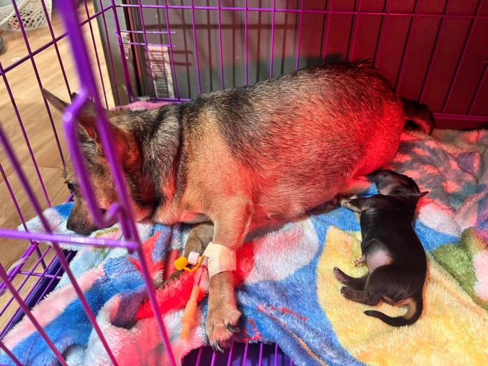 Hình ảnh 2 - Không gian chăm sóc thú cưng chuyên nghiệp tại Joy Pet