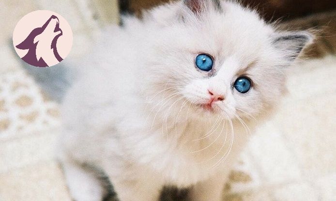 Hình ảnh chân thực về chú mèo trắng đáng yêu (Nguồn: Internet)