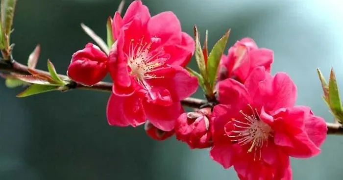 Ảnh minh họa: Cành đào ngày Tết (Nguồn: Sưu tầm)