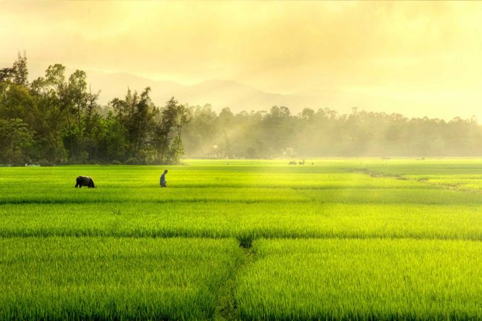 Hình ảnh minh họa: Làng quê đổi mới