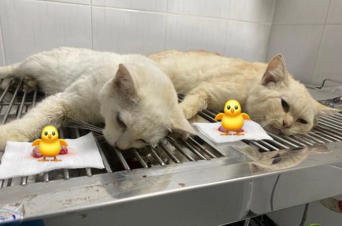 Hình ảnh 1 - Phòng Khám Thú Y BaLi Vet: Không gian hiện đại với đầy đủ tiện nghi chăm sóc sức khỏe thú cưng
