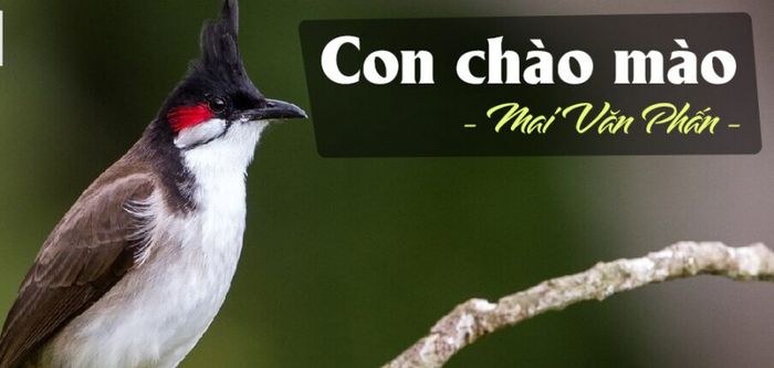 Hình minh họa đặc sắc (Nguồn: internet)