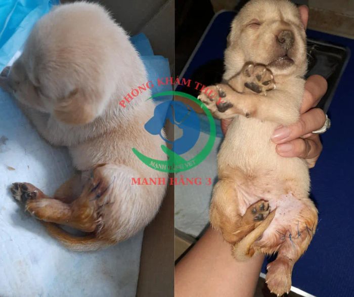 Hình ảnh 2 - Thú y Mạnh Hằng 3 Bạc Liêu: Nơi gửi trọn niềm tin yêu thương động vật