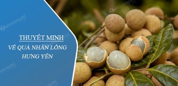 Tranh minh họa sống động về vườn nhãn trĩu quả (Nguồn: internet)