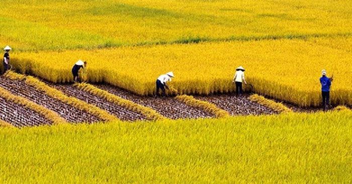 Hình ảnh minh họa sinh động (Nguồn internet)