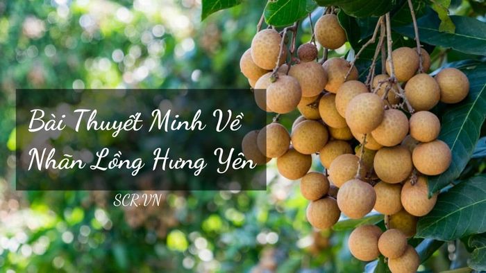 Hình ảnh chi tiết về quả nhãn lồng Hưng Yên chín mọng (Nguồn: internet)