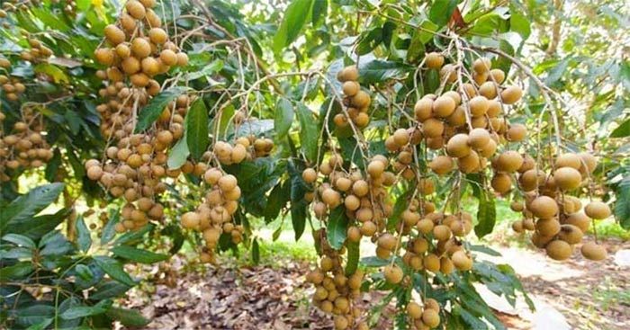 Bức ảnh minh họa sống động (Nguồn internet) - phiên bản đặc biệt