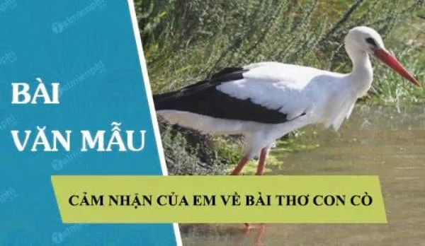 Hình minh họa đặc sắc (Nguồn: Sưu tầm internet)