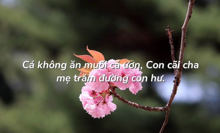 Ảnh minh họa (Nguồn internet) ảnh 1