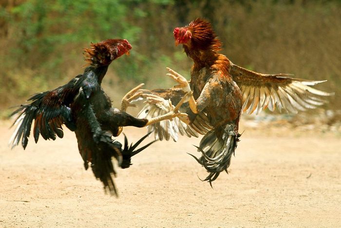 Hình ảnh minh họa chân thực về chú gà chọi oai vệ (Nguồn: Internet)