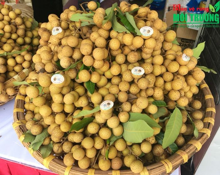 Tuyển tập hình ảnh đặc sắc về vườn nhãn truyền thống (Nguồn: Internet)