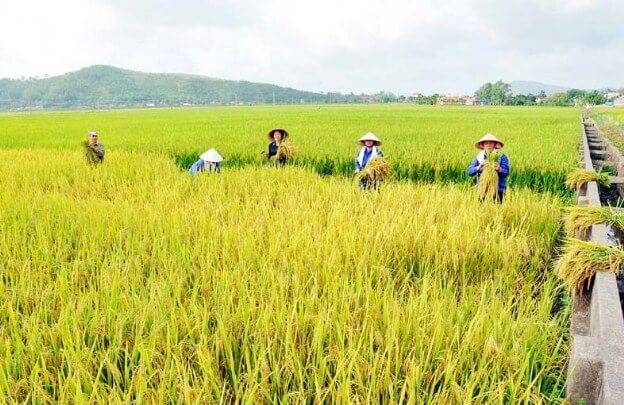 Bộ sưu tập ảnh minh họa đặc sắc (Nguồn: Tư liệu đa phương tiện) - Hình ảnh 1