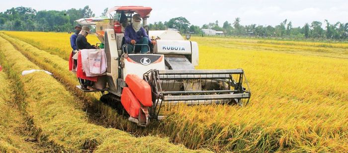 Bộ sưu tập ảnh minh họa đồng quê (Nguồn: Tư liệu nhiếp ảnh Việt Nam)