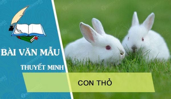 Hình ảnh minh họa loài thỏ - Nguồn: Internet, ảnh 1