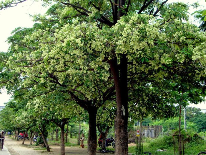 Tranh minh họa: Hoa sữa - tinh hoa mùa thu Hà Nội (Nguồn: Internet)