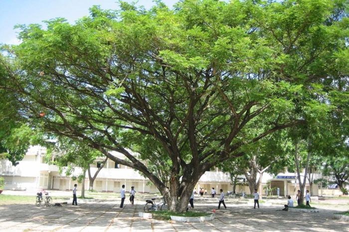 Hình ảnh minh họa sống động (Nguồn: internet) ảnh 1