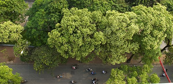 Tranh minh họa: Hoa sữa - tinh túy mùa thu Hà Nội (Nguồn: Sưu tầm)