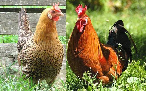 Tuyển tập hình ảnh đặc sắc về loài gà (Nguồn: Internet)