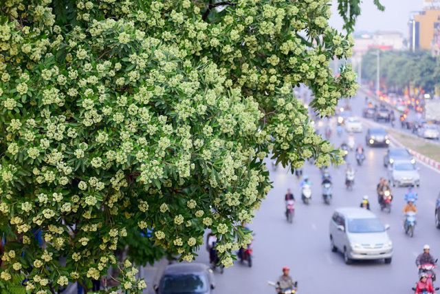 Tranh minh họa: Hoa sữa - nét đẹp thuần khiết của Hà Nội (Nguồn: Internet)