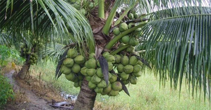 Hình ảnh minh họa sinh động (Nguồn: Internet) ảnh 1