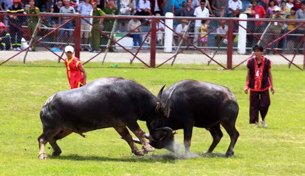 Hình ảnh minh họa sống động về lễ hội Chọi trâu (Nguồn: Sưu tầm)