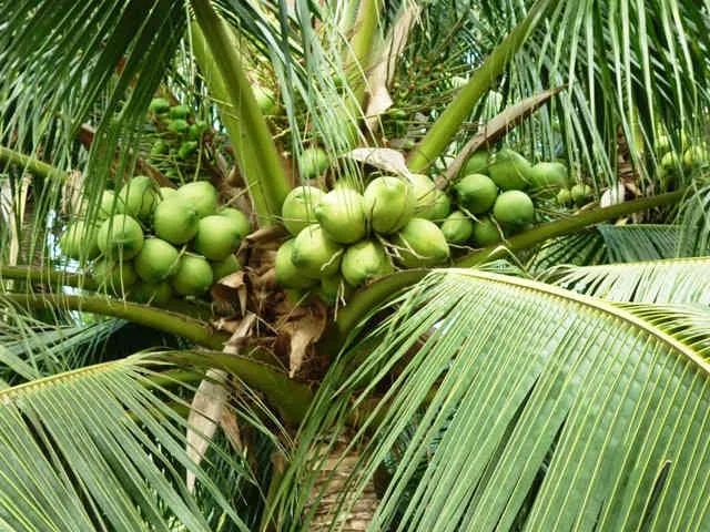 Hình ảnh minh họa đặc sắc (Nguồn: Internet)